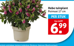  tuinplanten 17 tuinplant potmaat cm stuk winkels leiderdorp aalsmeer 