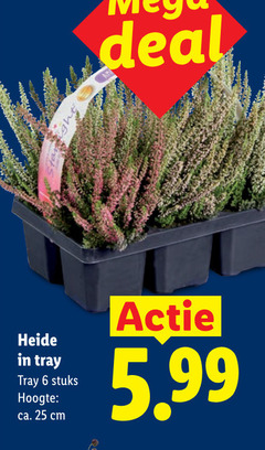  heideplanten 6 25 deal heide tray stuks hoogte ca. cm 5.99 