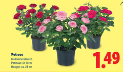  11 28 potroos kleuren potmaat cm hoogte ca. 