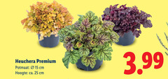  tuinplanten 15 25 heuchera premium potmaat cm hoogte ca. 3.99 