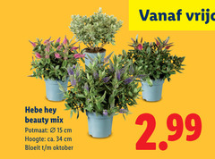  tuinplanten 15 34 beauty mix potmaat cm hoogte ca. bloeit oktober 