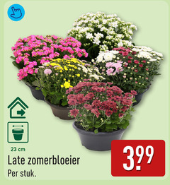  tuinplanten 23 cm late zomerbloeier stuk 