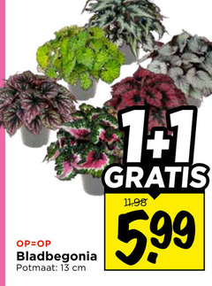  1 13 bladbegonia potmaat cm 5 99 