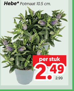  tuinplanten potmaat cm stuk 