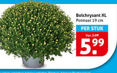 bolchrysanten 19 bolchrysant xl potmaat cm stuk 