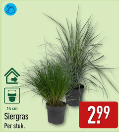  siergras 14 cm stuk 