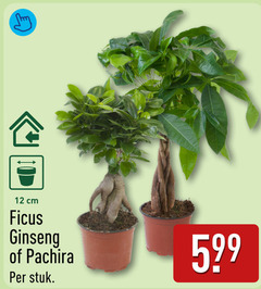  pachira ficus 12 cm ginseng stuk 