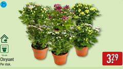 klik op dit plaatje voor een vergroting en voor vergelijkbare aanbiedingen gerelateerd aan
chrysanten 14 cm chrysant stuk chrysanten 14 cm chrysant stuk
