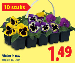  violen 10 12 stuks tray hoogte ca. cm 