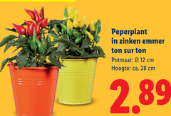 12 28 peperplant zinken emmer ton potmaat cm hoogte ca. 