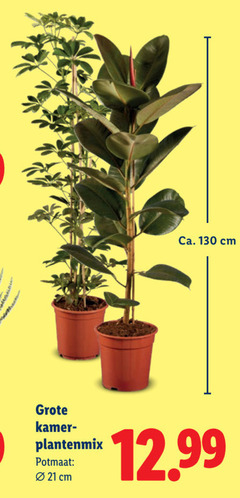  kamerplanten ca. cm kamer plantenmix potmaat 