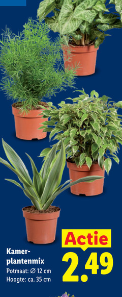  kamerplanten 12 35 kamer plantenmix cm potmaat hoogte ca. 
