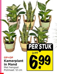  kamerplanten 12 kamerplant mand hengsel potmaat cm stuk 