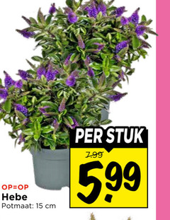  kamerplanten 15 potmaat cm stuk 