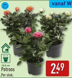  potroos cm stuk 