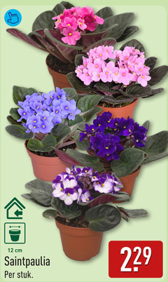 klik op dit plaatje voor een vergroting en voor vergelijkbare aanbiedingen gerelateerd aan
kamerplanten 12 cm stuk kamerplanten 12 cm stuk