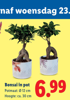  bonsai boompjes 12 30 woensdag pot potmaat cm hoogte ca. 