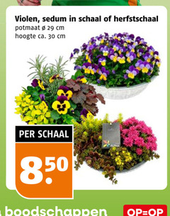 klik op dit plaatje voor een vergroting en voor vergelijkbare aanbiedingen gerelateerd aan
violen 30 sedum schaal herfstschaal potmaat cm hoogte ca. violen 30 sedum schaal herfstschaal potmaat cm hoogte ca.