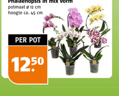 klik op dit plaatje voor een vergroting en voor vergelijkbare aanbiedingen gerelateerd aan
phalaenopsys 12 45 phalaenopsis mix vorm potmaat cm hoogte ca. pot phalaenopsys 12 45 phalaenopsis mix vorm potmaat cm hoogte ca. pot