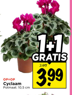 klik op dit plaatje voor een vergroting en voor vergelijkbare aanbiedingen gerelateerd aan
cyclaam 1 potmaat 10 5 cm 3.99 cyclaam 1 potmaat 10 5 cm 3.99