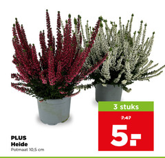  heideplanten 3 heide potmaat 10 5 cm stuks 