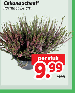  caluna heide 24 calluna schaal potmaat cm stuk 