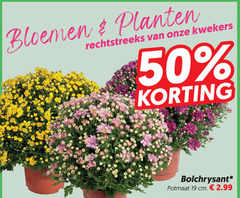  bolchrysanten 19 50 bloemen planten kwekers bolchrysant potmaat cm 