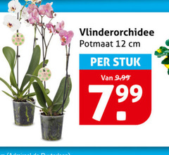  orchidee 12 vlinderorchidee potmaat cm stuk 