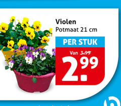 violen potmaat cm stuk 3.99 