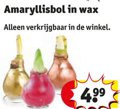  amaryllis amaryllisbol wax 