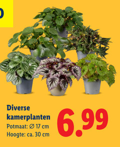  kamerplanten 17 30 potmaat cm hoogte ca. 
