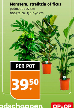  27 monstera strelitzia ficus potmaat cm hoogte ca. pot 