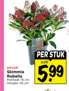  15 40 skimmia rubella potmaat cm hoogte stuk 5.99 