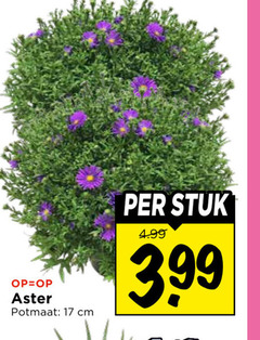  tuinplanten 17 potmaat cm stuk 3.99 