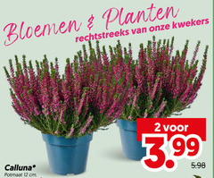  caluna heide 2 12 bloemen planten kwekers calluna potmaat cm 3.99 