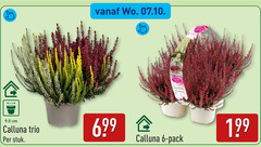 klik op dit plaatje voor een vergroting en voor vergelijkbare aanbiedingen gerelateerd aan
6 garden girls garde calluna pack cm trio stuk 6 garden girls garde calluna pack cm trio stuk