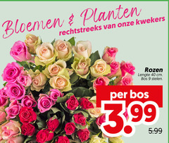  rozen 9 40 bloemen planten kwekers lengte cm bos stelen 3.99 5.99 