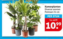 klik op dit plaatje voor een vergroting en voor vergelijkbare aanbiedingen gerelateerd aan
kamerplanten soorten potmaat cm stuk kamerplanten soorten potmaat cm stuk