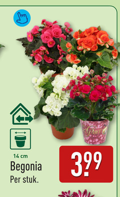  14 cm begonia stuk 