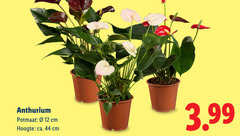 klik op dit plaatje voor een vergroting en voor vergelijkbare aanbiedingen gerelateerd aan
12 44 anthurium potmaat cm hoogte ca. 3.99 12 44 anthurium potmaat cm hoogte ca. 3.99