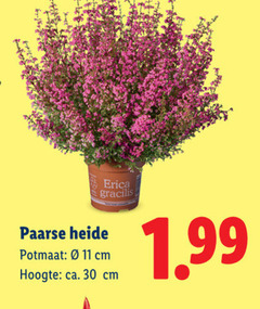 klik op dit plaatje voor een vergroting en voor vergelijkbare aanbiedingen gerelateerd aan
heideplanten 11 30 erica gracilis paarse heide potmaat cm hoogte ca. heideplanten 11 30 erica gracilis paarse heide potmaat cm hoogte ca.
