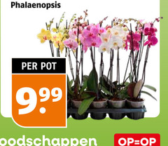  phalaenopsys phalaenopsis pot 