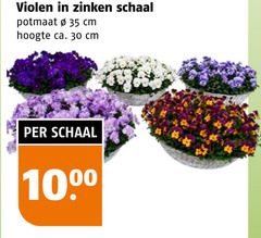  violen 30 35 1000 zinken schaal potmaat cm hoogte ca. 