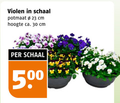  violen 23 30 500 schaal potmaat cm hoogte ca. 