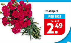  anjers trosanjers bos 