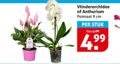 klik op dit plaatje voor een vergroting en voor vergelijkbare aanbiedingen gerelateerd aan
anthurium phalaenopsys 9 vlinderorchidee potmaat cm stuk anthurium phalaenopsys 9 vlinderorchidee potmaat cm stuk