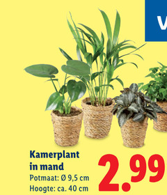  kamerplanten 40 kamerplant mand potmaat 5 cm hoogte ca. 