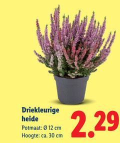klik op dit plaatje voor een vergroting en voor vergelijkbare aanbiedingen gerelateerd aan
heideplanten 12 30 heide potmaat cm hoogte ca. heideplanten 12 30 heide potmaat cm hoogte ca.