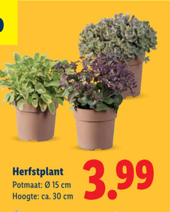  tuinplanten 15 30 herfstplant potmaat cm hoogte ca. 3.99 