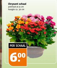 klik op dit plaatje voor een vergroting en voor vergelijkbare aanbiedingen gerelateerd aan
potchrysant 23 30 600 chrysant schaal potmaat cm hoogte ca. potchrysant 23 30 600 chrysant schaal potmaat cm hoogte ca.